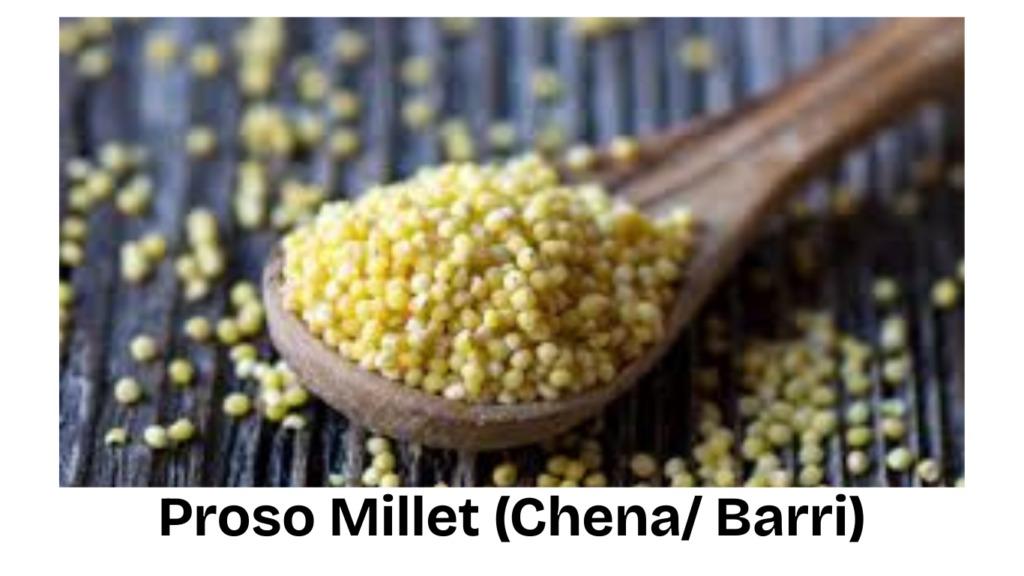 proso-millet-barri-common-millet